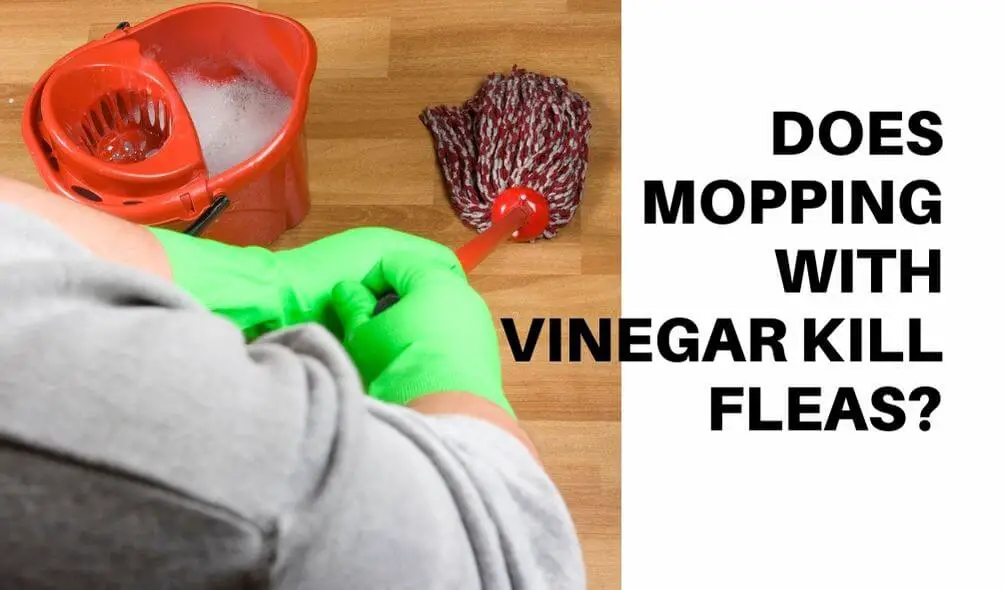 Does Mopping with Vinegar Kill Fleas?