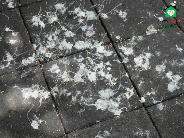 How do you clean bird poop off concrete
