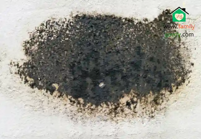black mold around windows