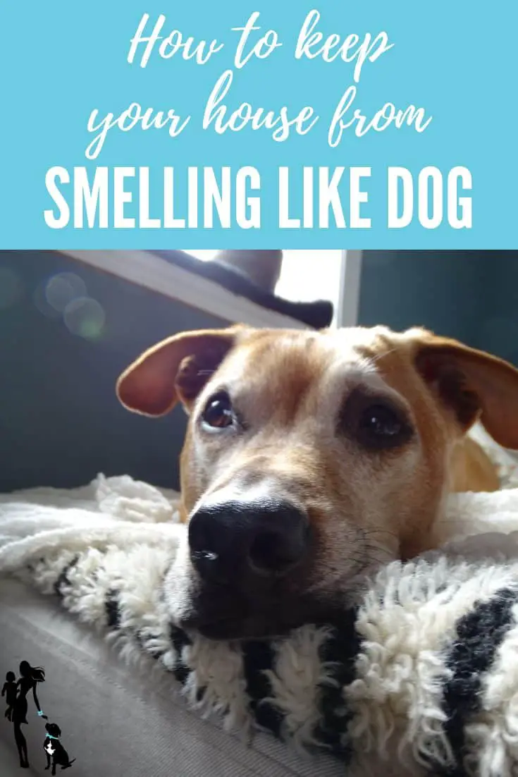 How to Keep Vacuum Cleaner from Smelling Like Dog