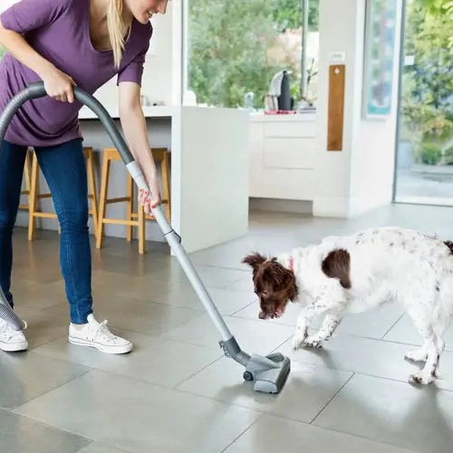 Why Don'T Dogs Like Vacuum Cleaners